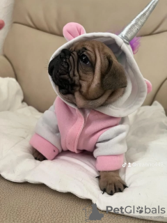 Photo №4. I will sell french bulldog in the city of Ibbenbüren. private announcement - price - negotiated