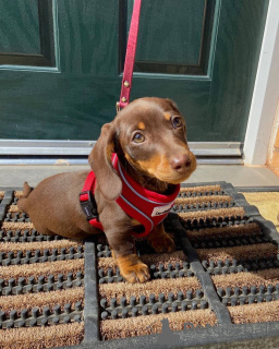 Photo №4. I will sell dachshund in the city of Denver. breeder - price - 600$