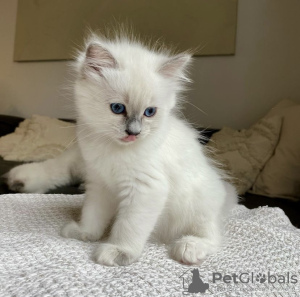 Additional photos: Rag doll kitten