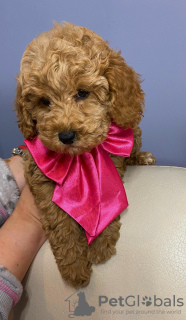 Photo №2 to announcement № 134061 for the sale of poodle (toy) - buy in Serbia 