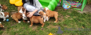 Photo №4. I will sell english bulldog in the city of Berlin.  - price - 634$