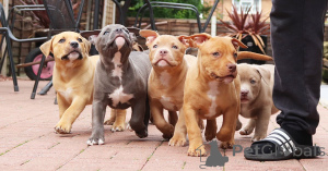 Photo №4. I will sell american bulldog in the city of Odensa. private announcement, breeder - price - 1032$