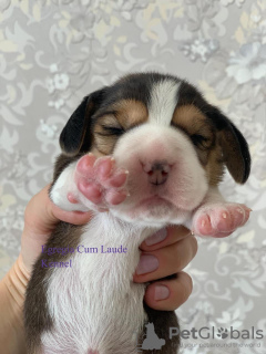 Photo №2 to announcement № 9795 for the sale of beagle - buy in Russian Federation private announcement, from nursery