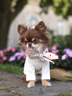 Photo №2 to announcement № 152215 for the sale of chihuahua - buy in Montenegro private announcement, breeder