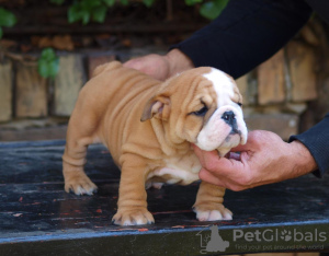 Photo №2 to announcement № 122127 for the sale of english bulldog - buy in Serbia breeder