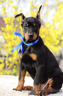 Additional photos: Doberman puppies