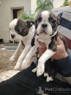 Photo №1. boston terrier - for sale in the city of Belgrade | negotiated | Announcement № 128915