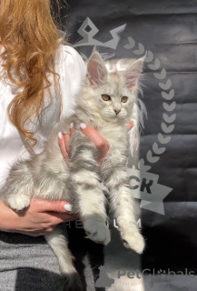 Photo №3. ADEL. Russian Federation