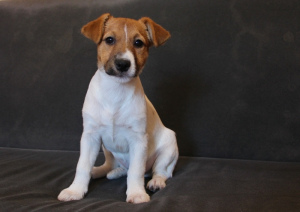 Photo №3. JACK RUSSELL TERRIER. Russian Federation
