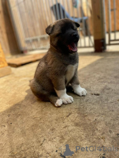 Photo №4. I will sell akita in the city of Saiberjay. private announcement - price - negotiated