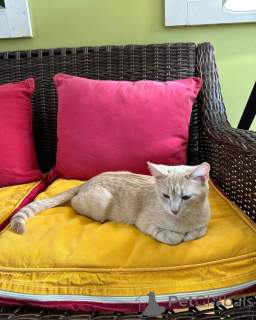 Photo №3. Domestic cat. Germany