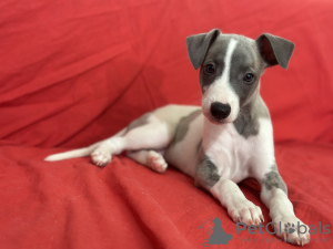 Additional photos: Whippet