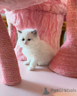 Photo №2 to announcement № 156259 for the sale of ragdoll - buy in Switzerland private announcement