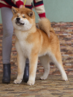 Photo №2 to announcement № 1799 for the sale of akita - buy in Russian Federation from nursery