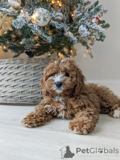 Photo №3. Full of love, play, and puppy charm Bentleys ready to fill your home with. Finland