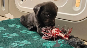 Photo №3. Labrador retriever. Germany