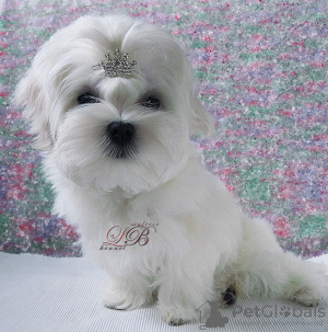 Photo №1. maltese dog - for sale in the city of Kiev | 1200$ | Announcement № 17858