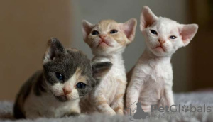 Photo №1. devon rex - for sale in the city of Berlin | 317$ | Announcement № 70410