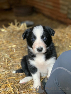 Photo №2 to announcement № 12042 for the sale of border collie - buy in Germany private announcement