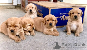 Photo №1. golden retriever - for sale in the city of Helsinki | 400$ | Announcement № 65403