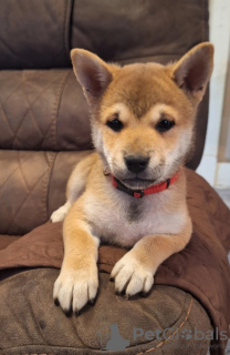 Photo №1. shiba inu - for sale in the city of Франкфурт-на-Майне | 433$ | Announcement № 86610