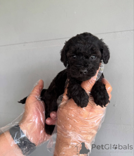 Photo №3. Adorable Toy Poodle Puppies for Sale Healthy, Vaccinated & Ready for Loving. Czech Republic