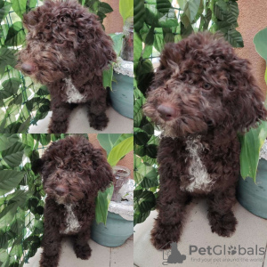 Photo №1. lagotto romagnolo - for sale in the city of Belgrade | negotiated | Announcement № 65026