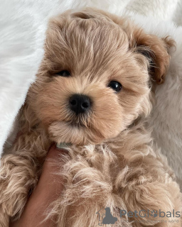 Photo №3. Beautiful maltipoo puppies. Germany