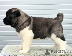 Photo №4. I will sell american akita in the city of Kraljevo. private announcement - price - negotiated