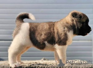 Additional photos: American Akita, puppies available