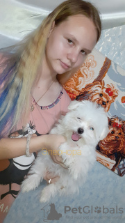 Photo №1. maltese dog - for sale in the city of Rostov-on-Don | 675$ | Announcement № 15248