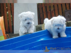 Photo №2 to announcement № 158898 for the sale of maltese dog - buy in Philippines private announcement