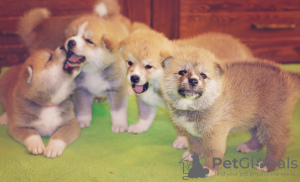 Additional photos: Puppies Akita Inu (KKU). Sale, reserve, reservation, pre-order. Kharkiv.