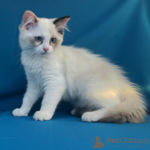 Photo №1. ragdoll - for sale in the city of Vladivostok | negotiated | Announcement № 47325
