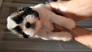 Photo №3. Fluffy little Shih Tzu in search of a new lady.. Latvia