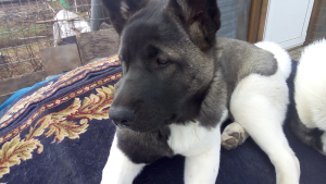 Photo №2 to announcement № 6253 for the sale of american akita - buy in Russian Federation private announcement