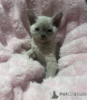 Photo №2 to announcement № 160345 for the sale of devon rex - buy in Germany breeder