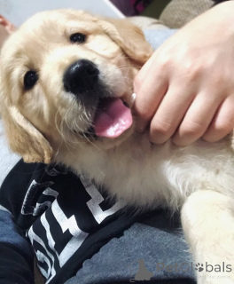 Photo №3. Golden Retriever 3NNNN. Serbia