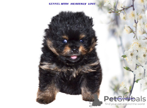 Photo №1. german spitz - for sale in the city of Khabarovsk | 1172$ | Announcement № 98778