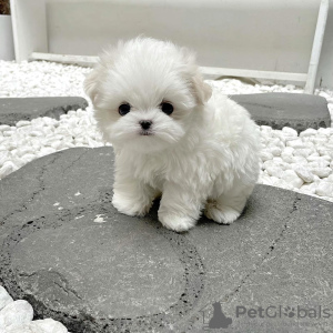 Photo №1. maltese dog - for sale in the city of Berlin | negotiated | Announcement № 83330