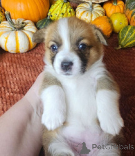 Photo №2 to announcement № 169263 for the sale of welsh corgi - buy in Bangladesh breeder