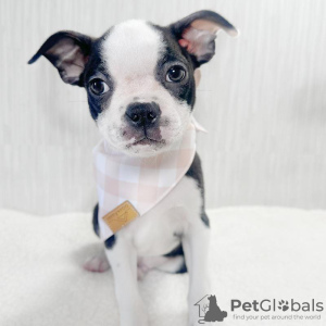 Photo №1. boston terrier - for sale in the city of Prague | 300$ | Announcement № 111195