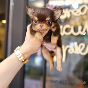 Photo №3. adorable chihuahua puppies for adoption. United States