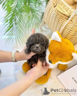 Photo №2 to announcement № 121731 for the sale of poodle (toy) - buy in Poland breeder