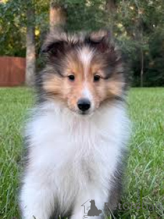 Photo №2 to announcement № 164683 for the sale of shetland sheepdog - buy in Finland private announcement, breeder