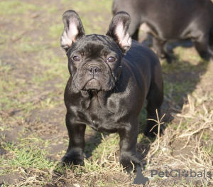 Photo №2 to announcement № 91272 for the sale of french bulldog - buy in Serbia breeder