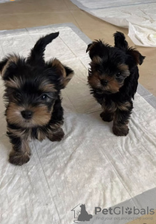 Photo №1. yorkshire terrier - for sale in the city of Cheadle | negotiated | Announcement № 121634