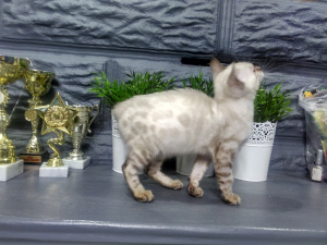 Photo №1. bengal cat - for sale in the city of Minsk | 700$ | Announcement № 953