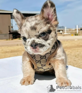 Photo №1. french bulldog - for sale in the city of Valladolid | 423$ | Announcement № 126709