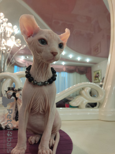 Additional photos: Canadian Sphynx elf